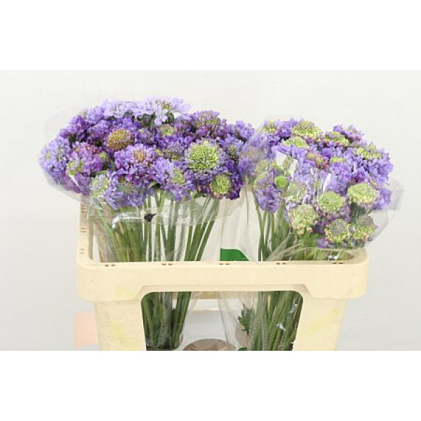 Scab At F Scoop Lave 50cm A1 Col-Lavender