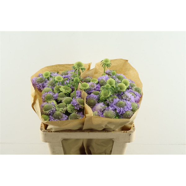 Scab Scoop Lavender 55 cm 
