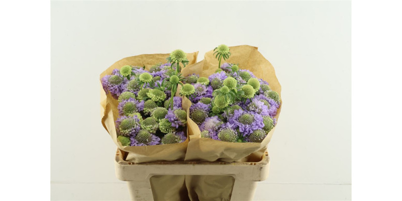 Scab Scoop Lavender 55 cm 