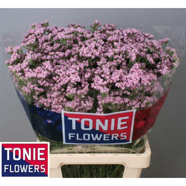 Limonium Sin Tenness Pink 70cm A1