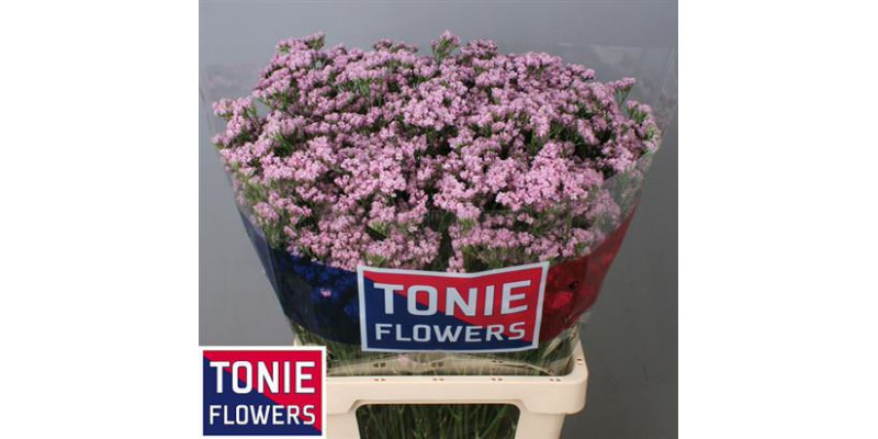 Limonium Sin Tenness Pink 70cm A1