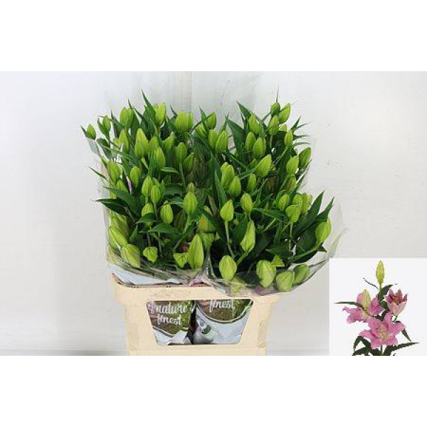 Lillys Or Binasco 85cm A1