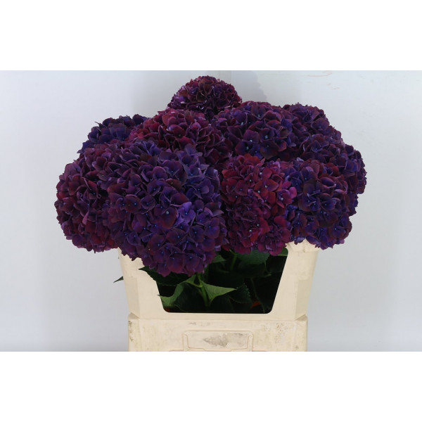 Hydrangea M Mag Rubyred Aubergine 80cm A1 Col-Red