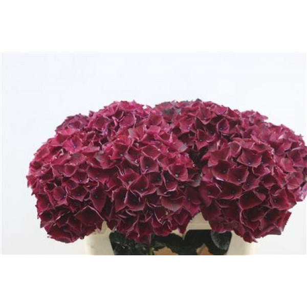 Hydrangea M Ruby Purple 80cm 80cm A1