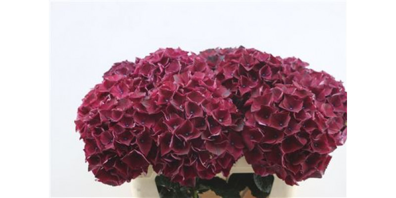 Hydrangea M Ruby Purple 80cm 80cm A1