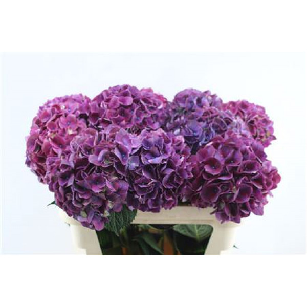 Hydrangea M Rubyred Purple 80cm 80cm A1