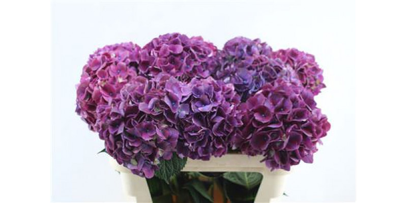 Hydrangea M Rubyred Purple 80cm 80cm A1