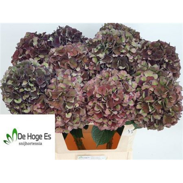 Hydrangea M Mag Ruby Cl P 80cm A1 Col-Purple