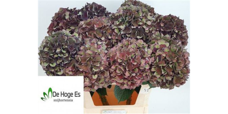 Hydrangea M Mag Ruby Cl P 80cm A1 Col-Purple