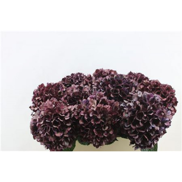 Hydrangea M Rubyred Cl Pu 80-20 80cm A1