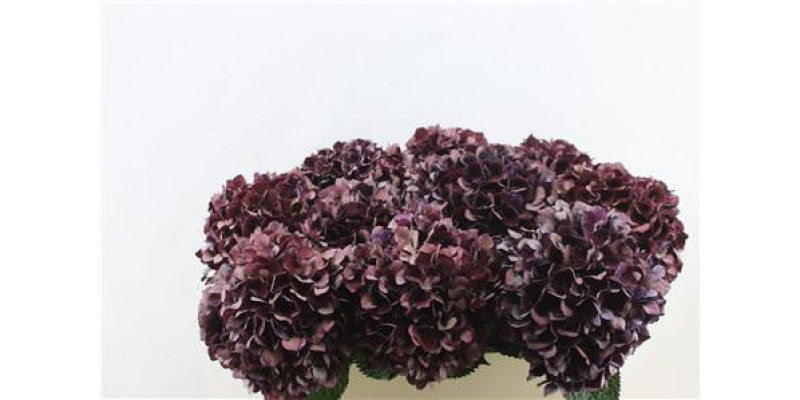 Hydrangea M Rubyred Cl Pu 80-20 80cm A1