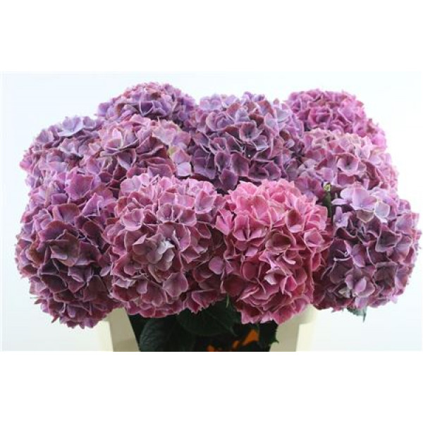 Hydrangea M Sweet Ruby 24 80cm A1