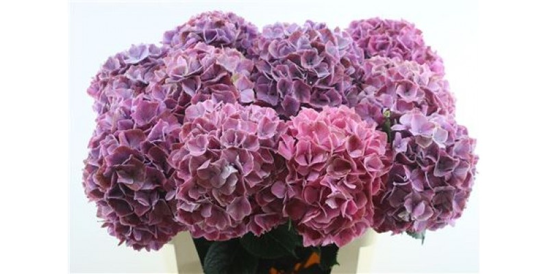 Hydrangea M Sweet Ruby 24 80cm A1