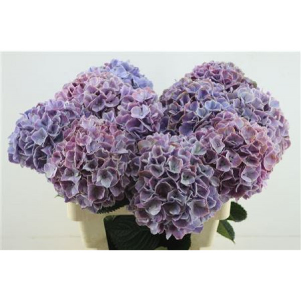 Hydrangea M Sweet Ruby 20 60cm A1