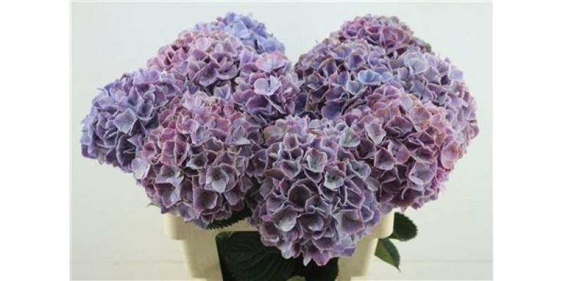 Hydrangea M Sweet Ruby 20 60cm A1