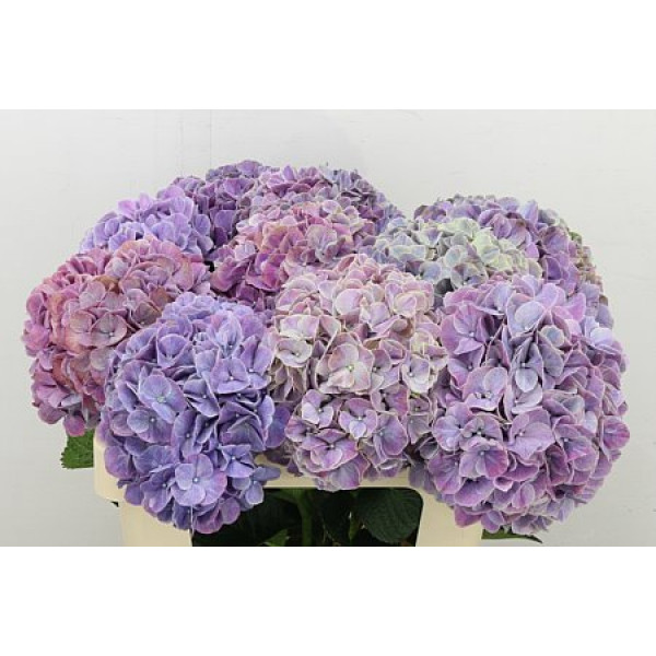 Hydrangea M Mag Swee Ruby 80cm A1