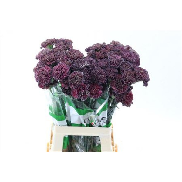 Dianthus St Extasis Copper 70cm A1 Col-Burgundy