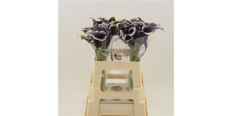 Zanthedeschias Calla Lilly Dubai Nights 55  cm A1