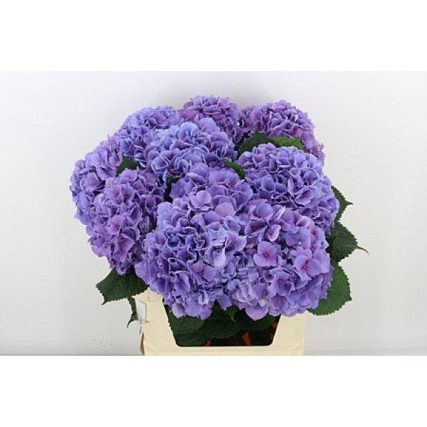 Hydrangea M Cassanova 75cm A1 Col-Milka