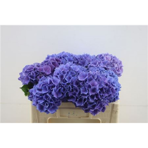 Hydrangea M Cassanova 50-18 DUTCH 50cm A1