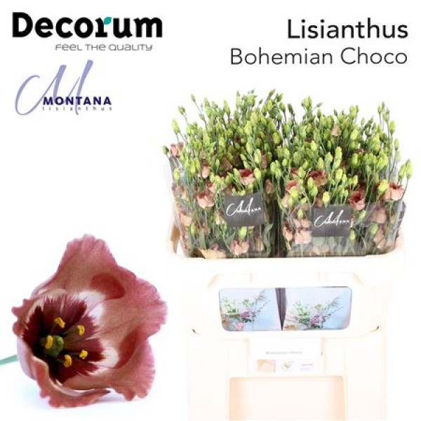 Lisianthus E Bohemian Choco 75cm A1