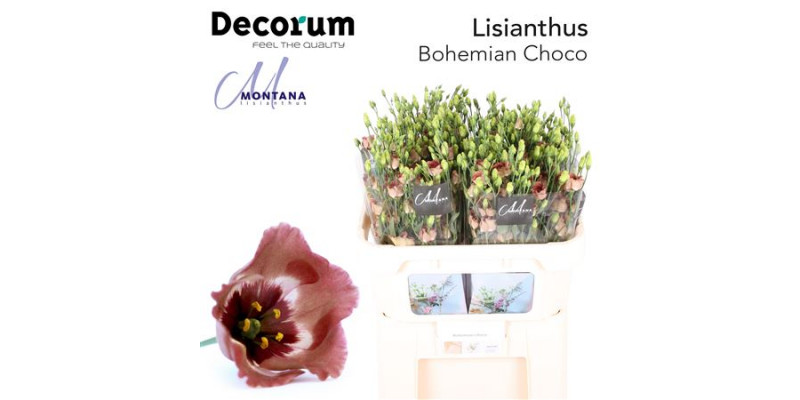 Lisianthus E Bohemian Choco 75cm A1