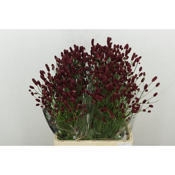 Sang Of Red Dream 70 cm A1