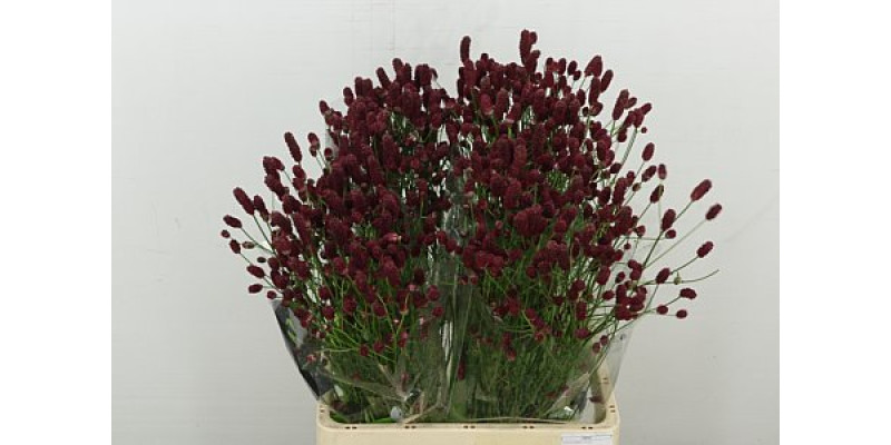 Sang Of Red Dream 70 cm A1