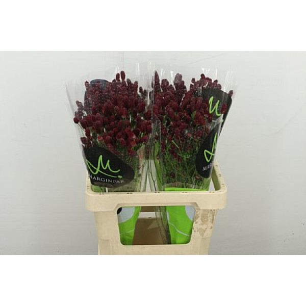 Sang Of Red Dream 60 cm A1