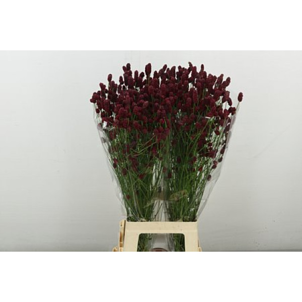 Sang Of Red Dream 80 cm A1