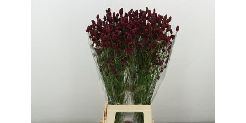 Sang Of Red Dream 80 cm A1