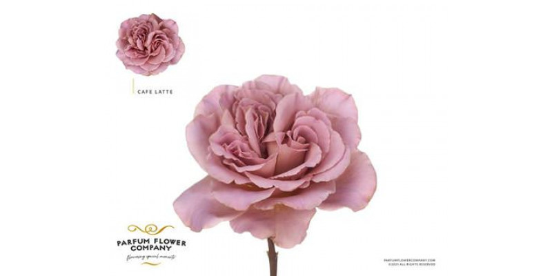 Rose Gr Vip Cafe Latte 60cm A1