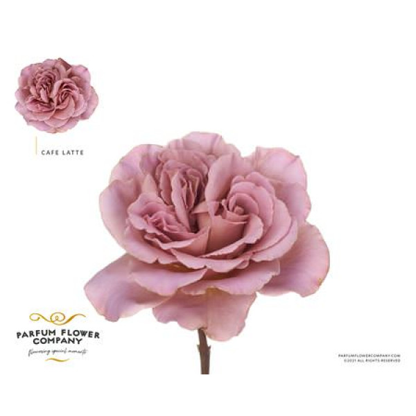 Rose Gr Parfum Cafe Latte 50cm A1