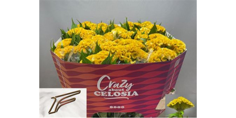 Celosia C Smashing Yello 75cm A1