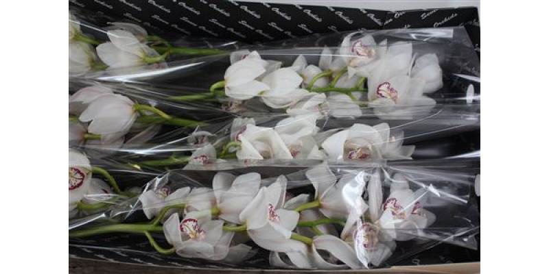 Orchid Cymb T Secret 80cm A1