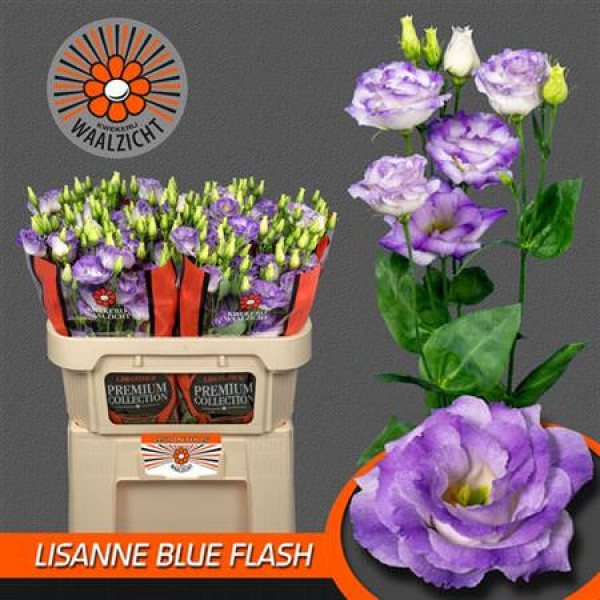 Lisianthus G Lisanne Blue F 72cm A1 Col-Milka