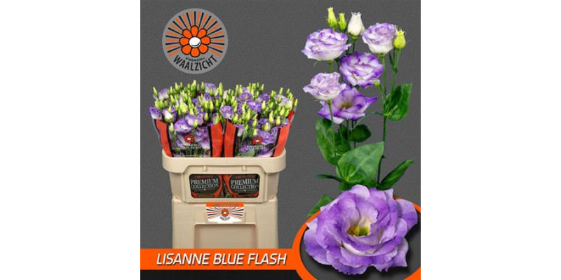 Lisianthus G Lisanne Blue F 72cm A1 Col-Milka