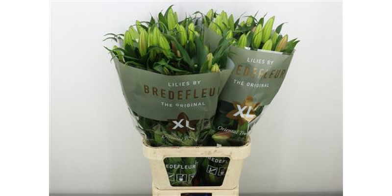 Lillys Or Albareto 100 cm A1