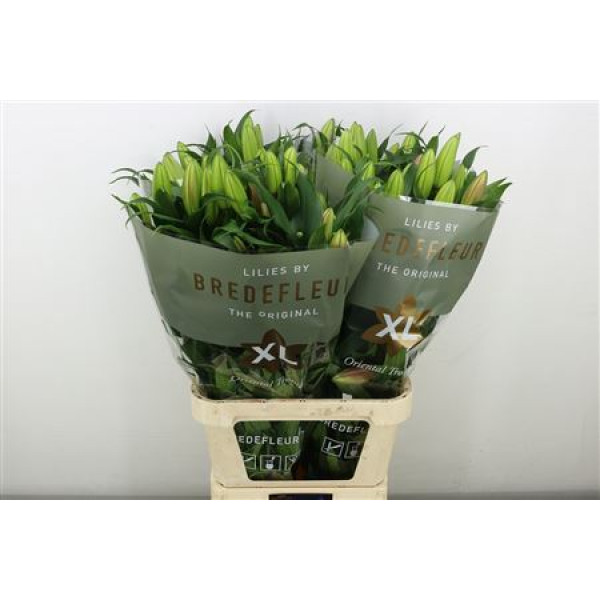 Lillys Or Albareto 4+ 100 cm A1