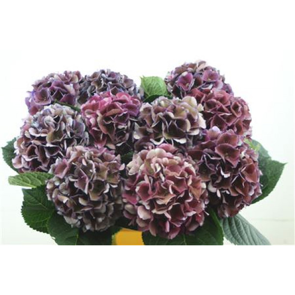 Hydrangea M Royal King Cl 60-17 60cm A1