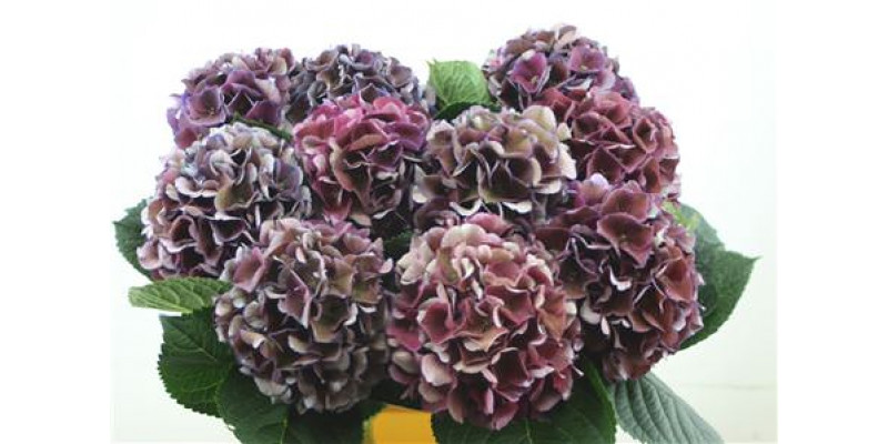 Hydrangea M Royal King Cl 60-17 60cm A1