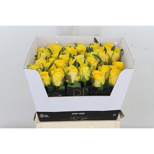 Rose Gr Golden Smile 60cm A1