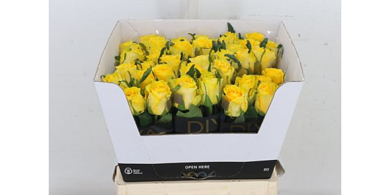 Rose Gr Golden Smile 60cm A1