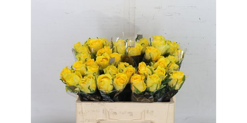 Rose Gr Golden Smile 50cm A1