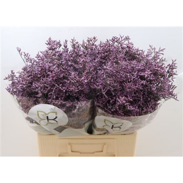 Limonium Saf Pink Sky 60cm A1