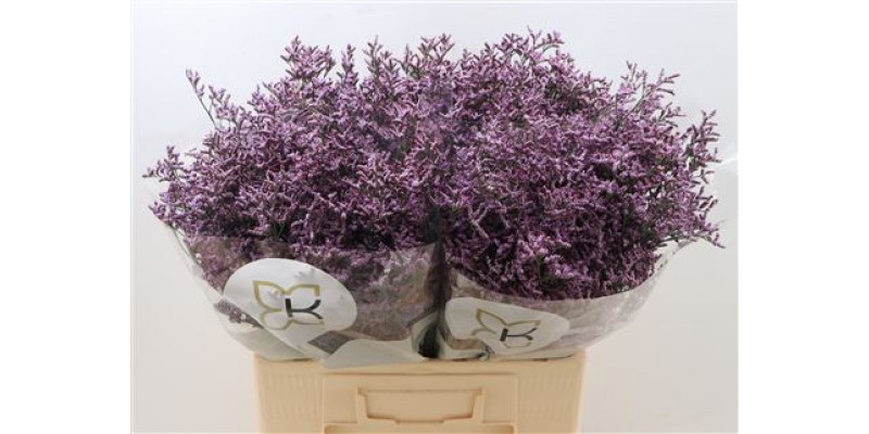 Limonium Saf Pink Sky 60cm A1