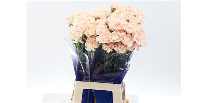 Dianthus St Lizzy 70cm A1