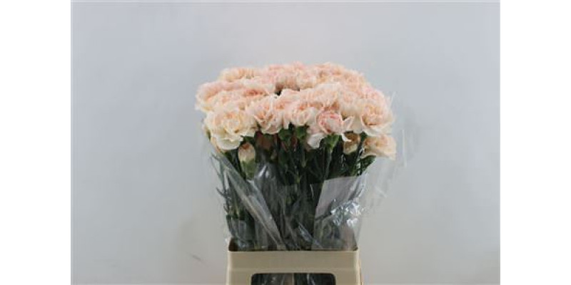 Dianthus St Lizzy 65cm A1