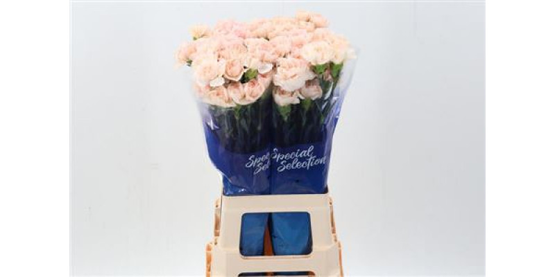 Dianthus St Lizzy 70cm A1