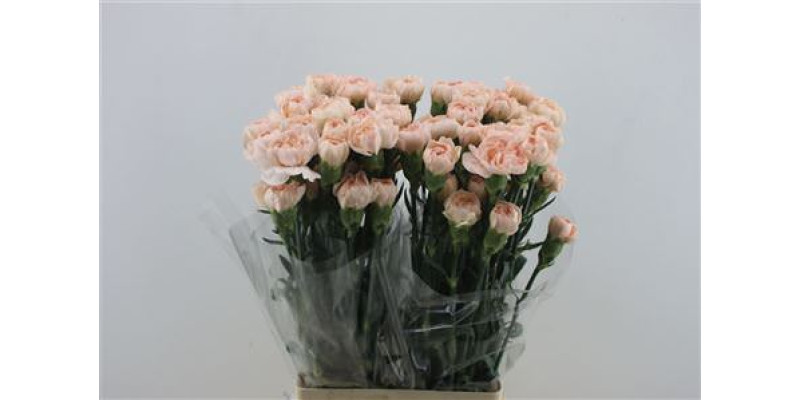 Dianthus St Lizzy 45cm